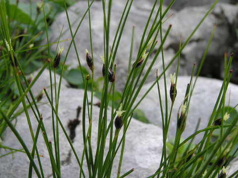 Image of Juncus monanthos Jacq.