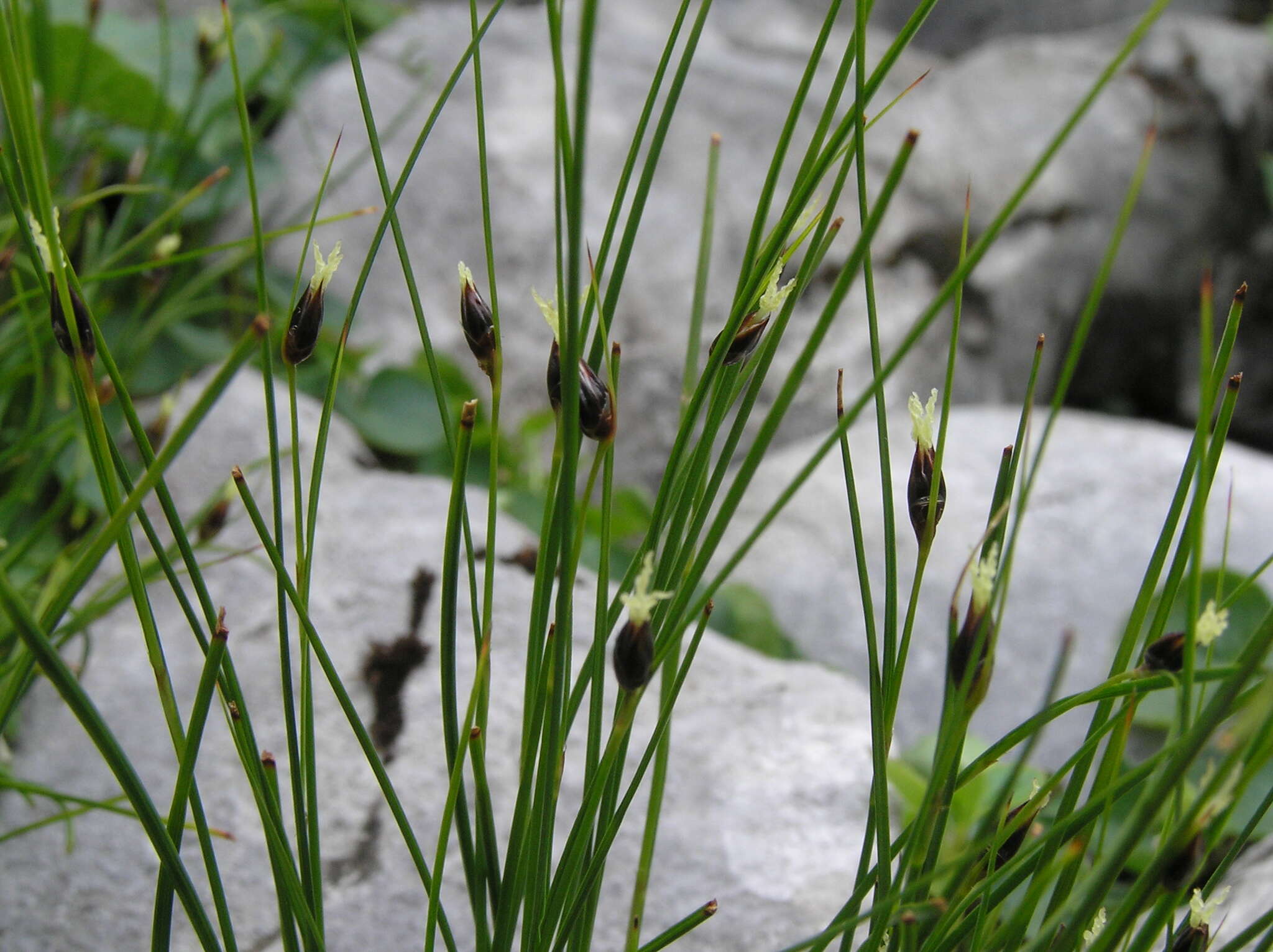 Juncus monanthos Jacq. resmi