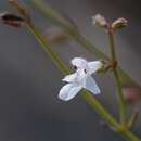 Stachys filifolia Hedge resmi