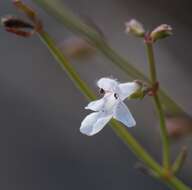 Слика од Stachys filifolia Hedge