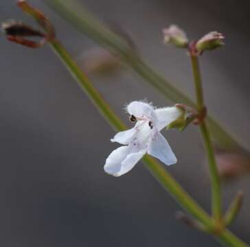 Image of Stachys filifolia Hedge