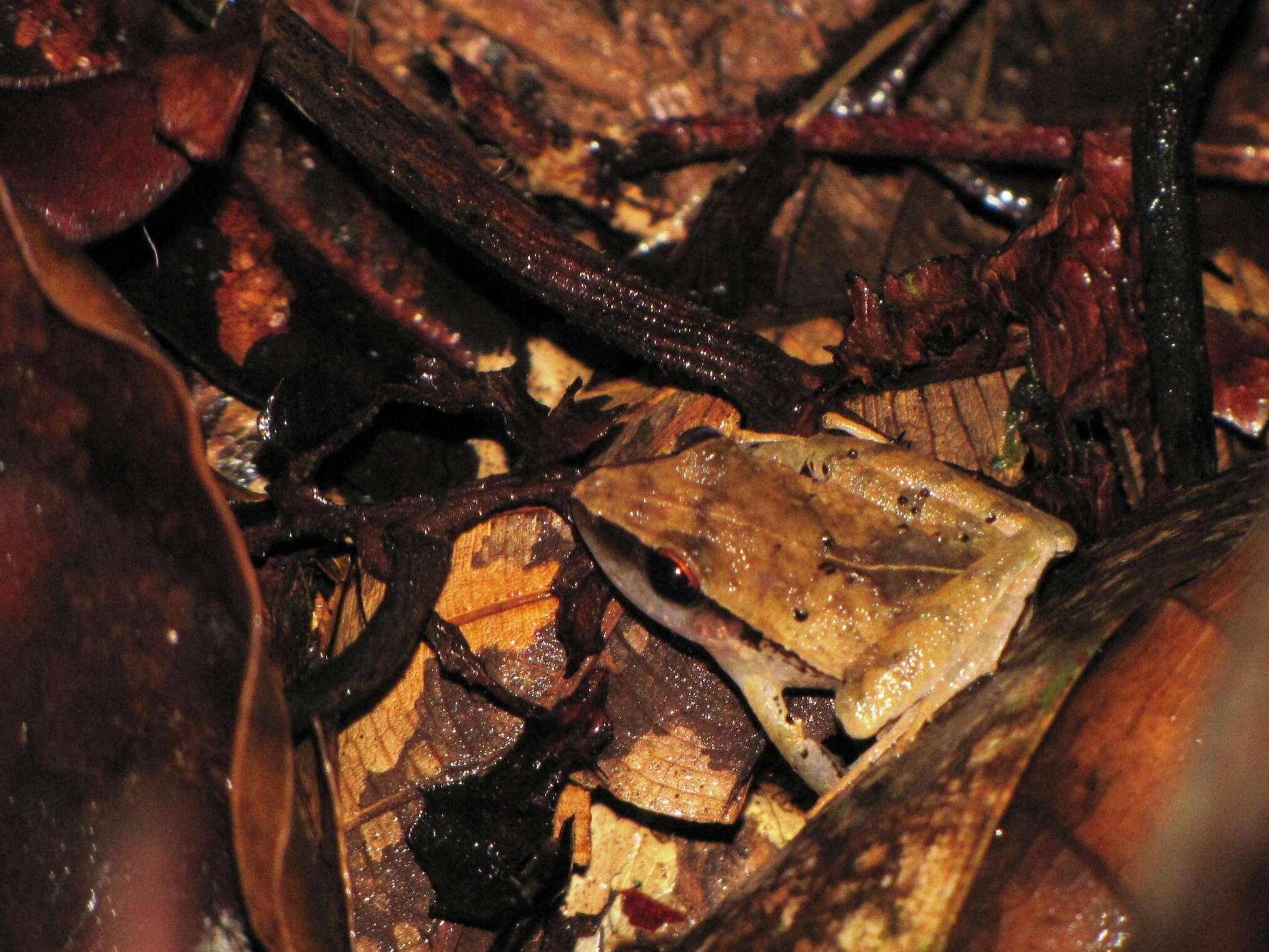 Image of Izabal robber frog