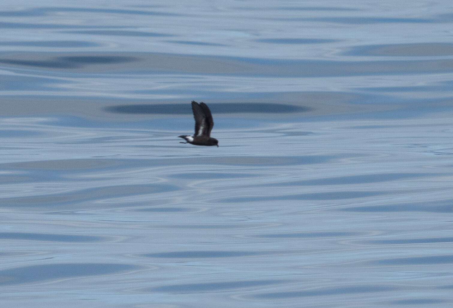 Image of British Storm Petrel