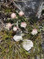 Image de Helichrysum pumilum Hook. fil.