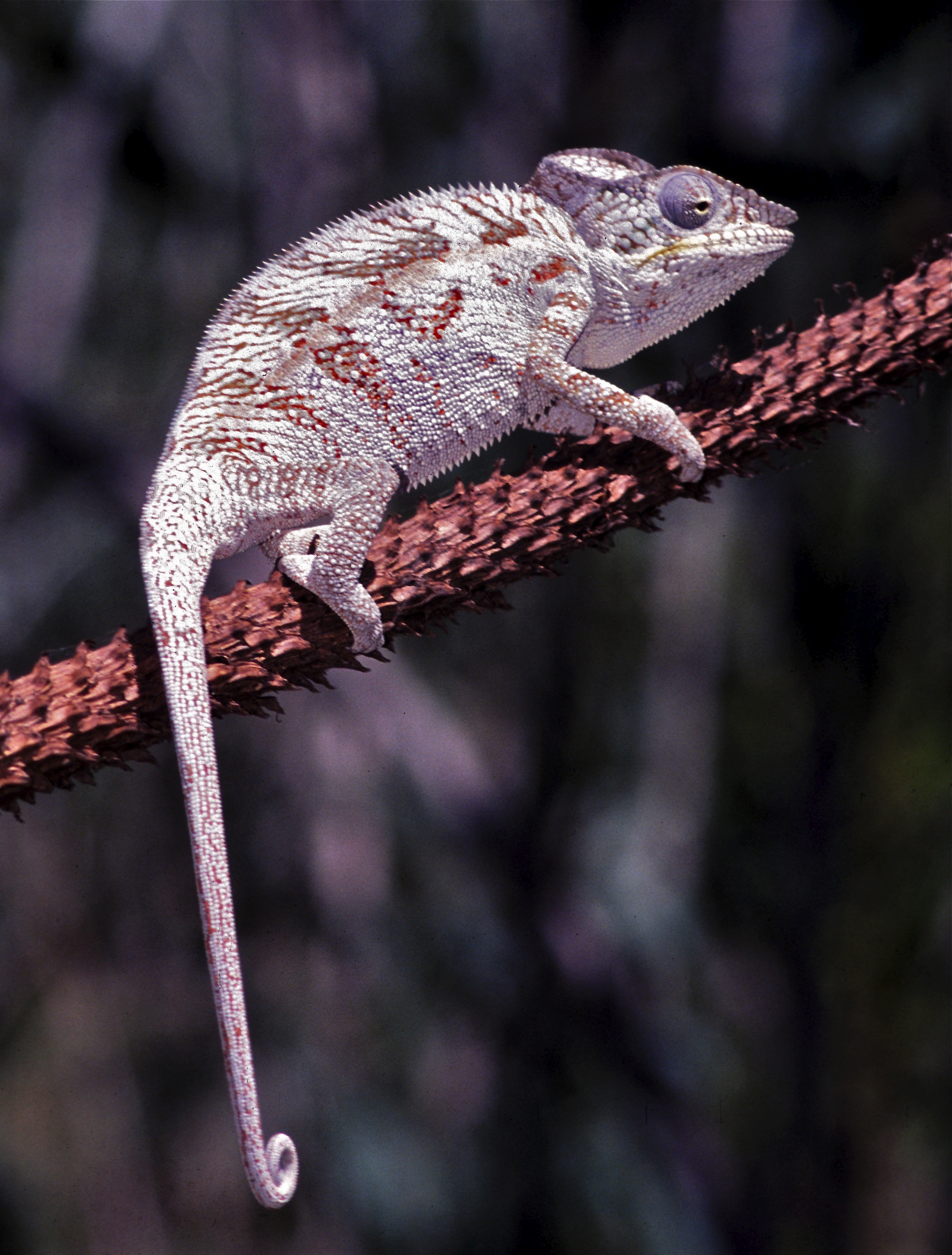 Panther Chameleon - Encyclopedia of Life