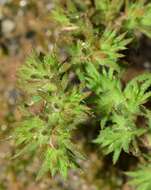 Слика од Loeflingia hispanica L.