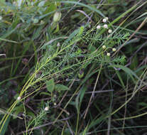 Linum amurense Alef. resmi