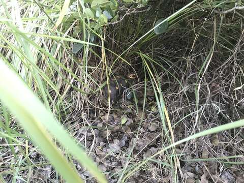 Image of Red-footed Tortoise