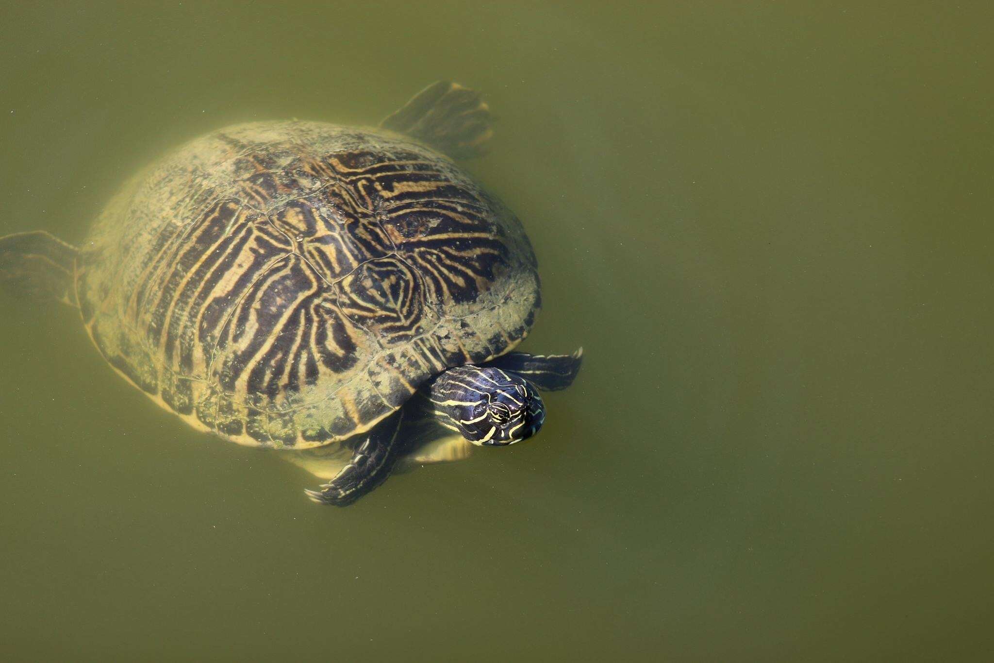 Image of Peninsula Cooter