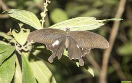 Image of Papilio nephelus Boisduval 1836