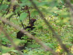 Image de Canachites canadensis franklinii (Douglas 1829)