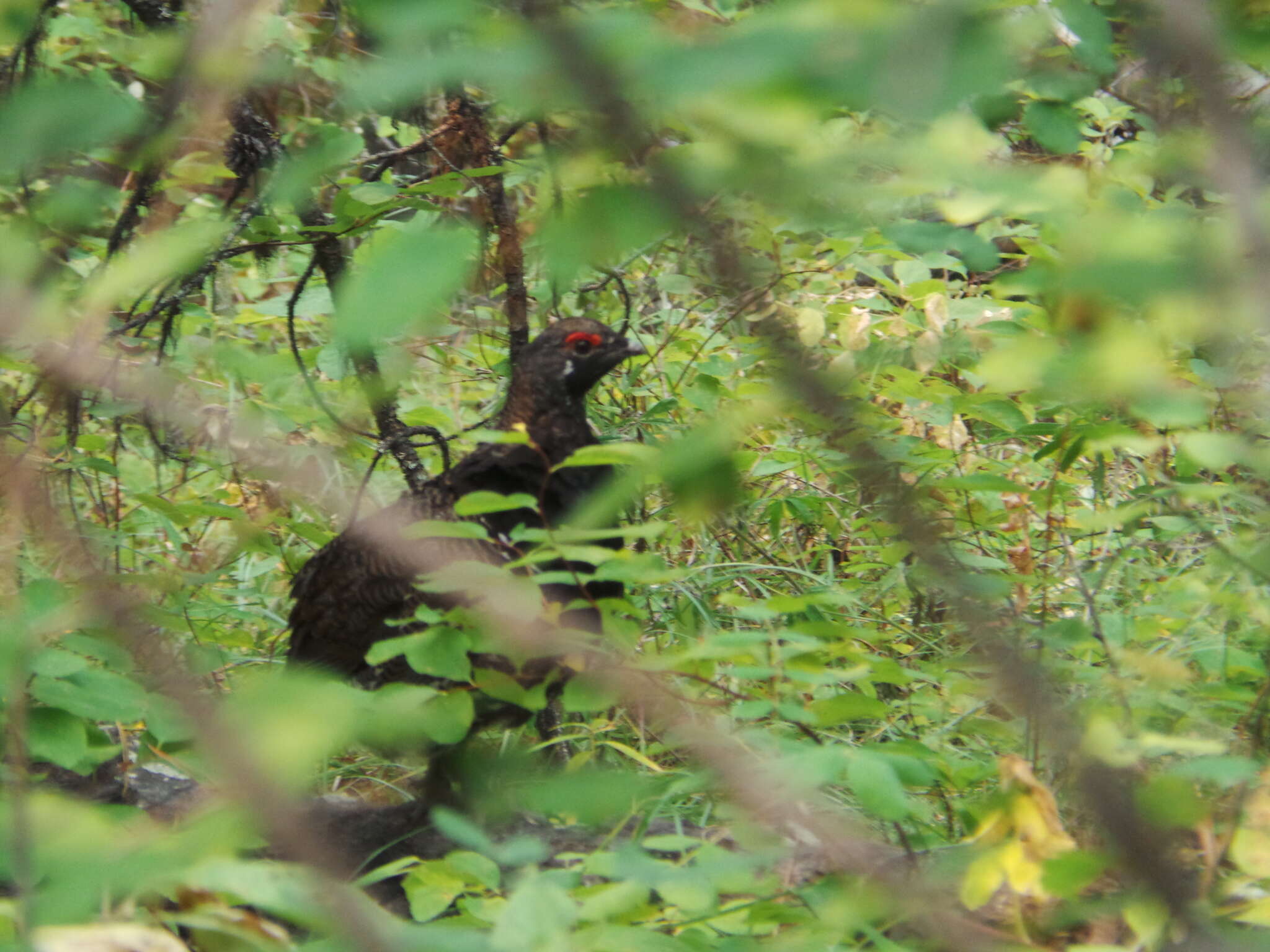 Image de Canachites canadensis franklinii (Douglas 1829)