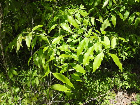 Image of Fraxinus pennsylvanica var. pennsylvanica