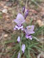 Gladiolus oatesii Rolfe resmi