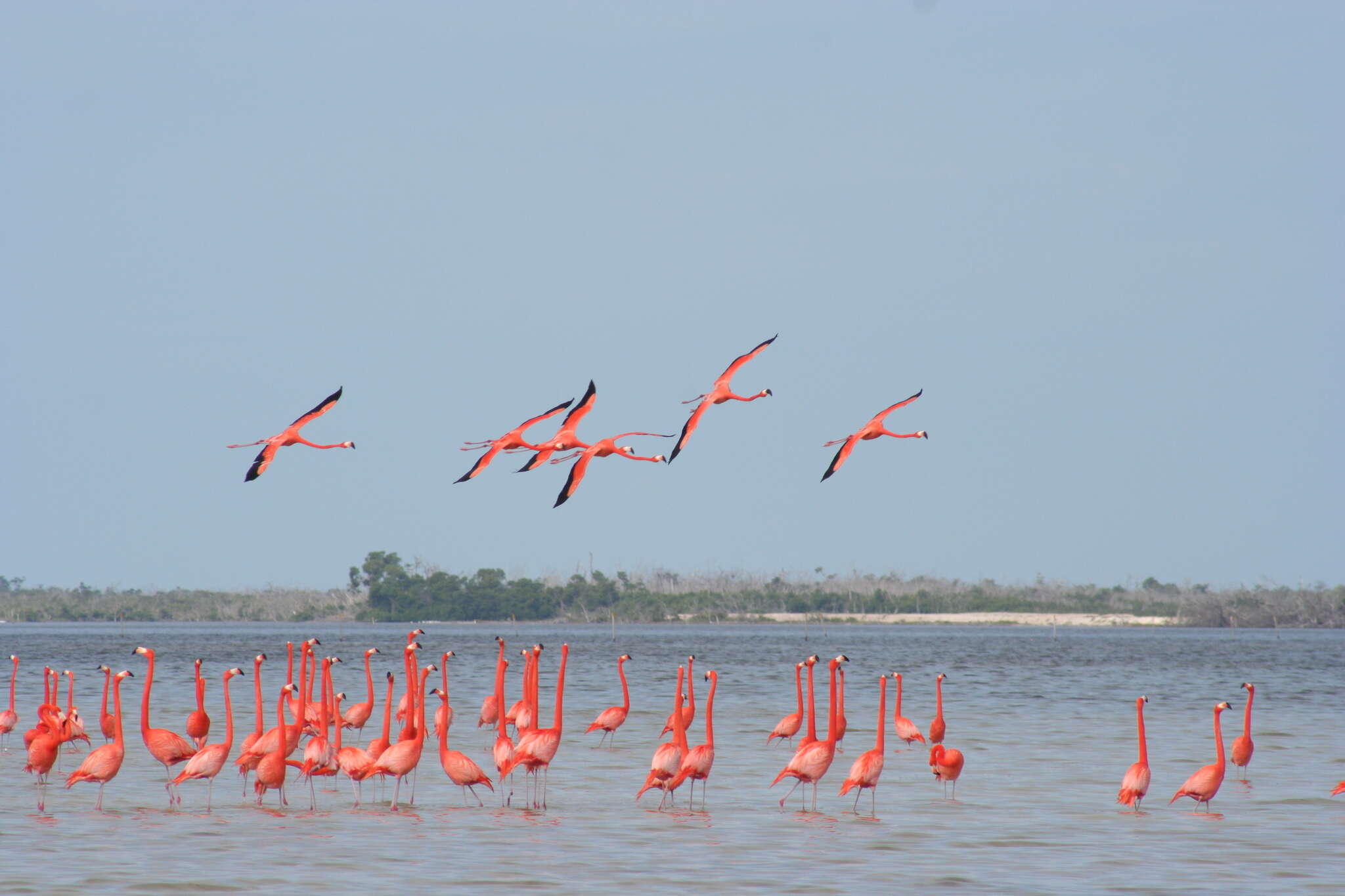 Imagem de Phoenicopterus ruber Linnaeus 1758