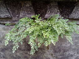 Sivun Asplenium ruta-muraria subsp. ruta-muraria kuva