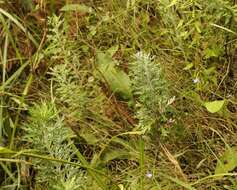 Image of Senecio haygarthii M. R. F. Taylor ex Hilliard