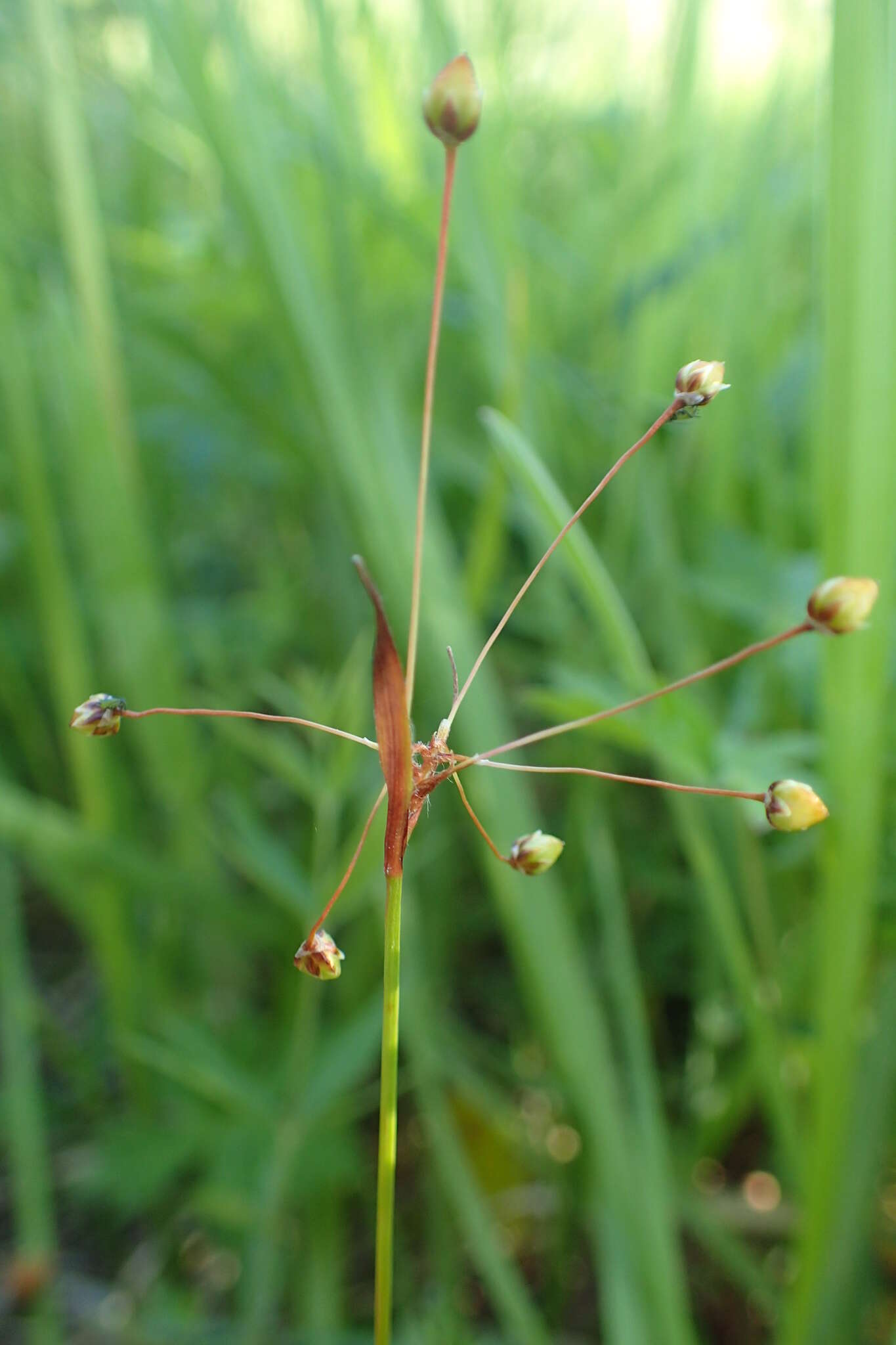 Image of Rufous Wood-Rush