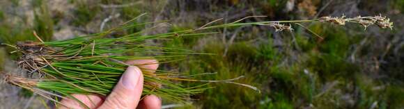 Imagem de Tetraria microstachys (Vahl) H. Pfeiff.