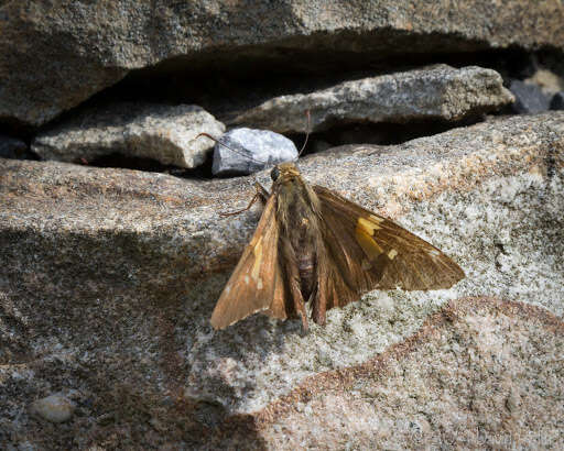 Image of Silver-spotted Skipper