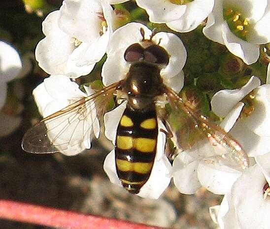 Eupeodes americanus (Wiedemann 1830)的圖片