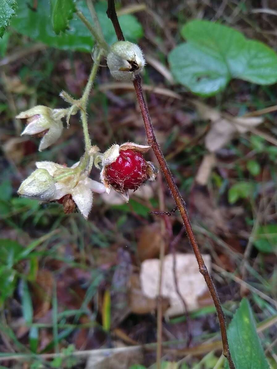 صورة Rubus moluccanus L.