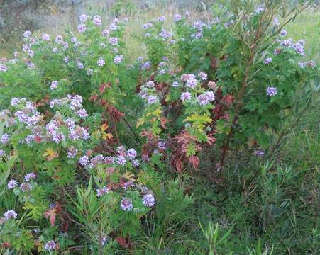 Image of sweet scented geranium