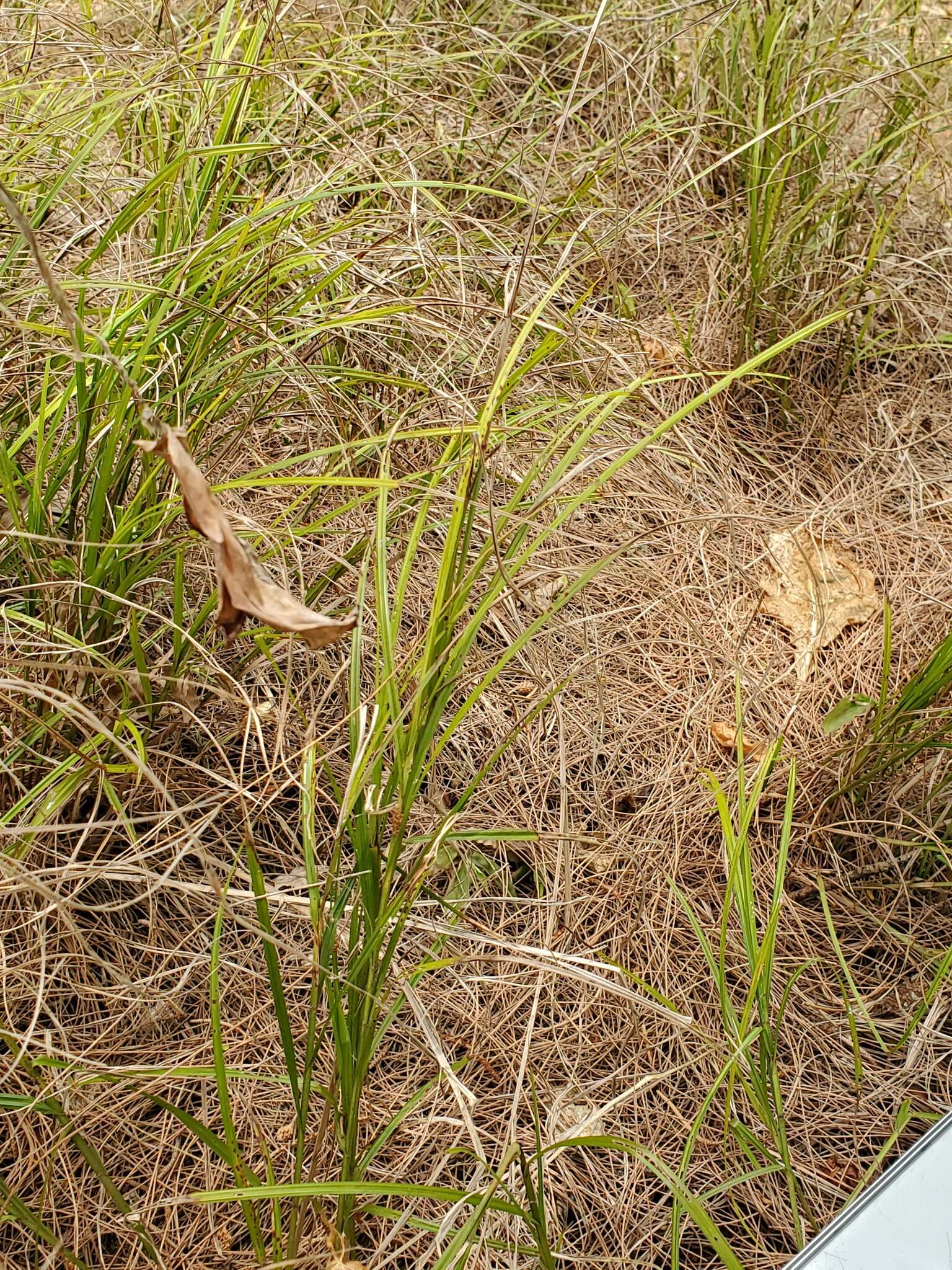 Imagem de Scleria lithosperma (L.) Sw.