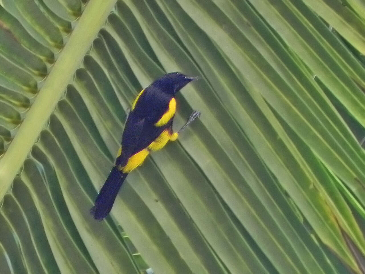 Image of Hispaniolan Oriole