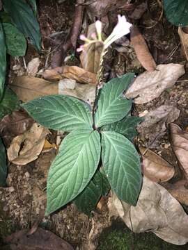 Image of Spigelia dolichostachya Fern. Casas