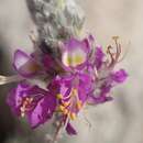 Sivun Dalea bicolor var. orcuttiana Barneby kuva