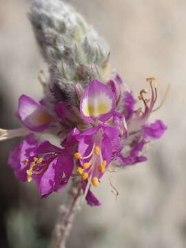 Plancia ëd Dalea bicolor var. orcuttiana Barneby