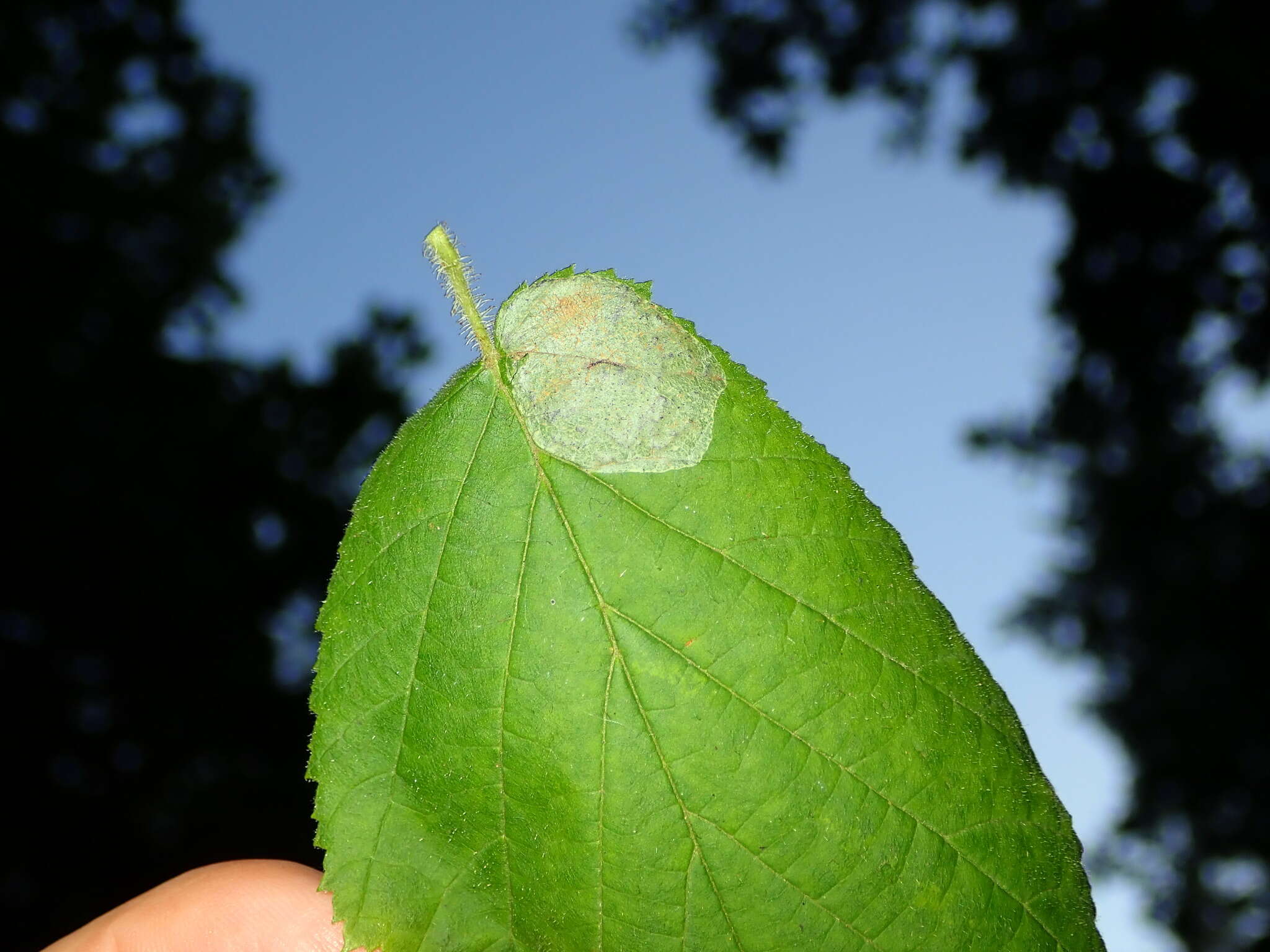 Image de Phyllonorycter coryli (Nicelli 1851)