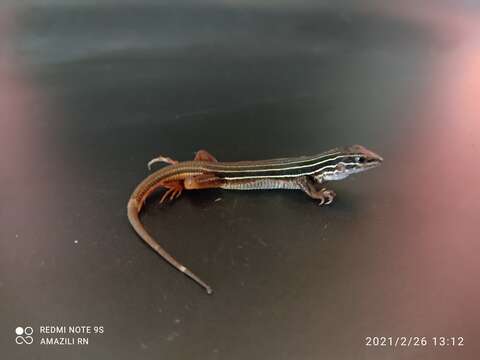 Image of YucatanWhiptail