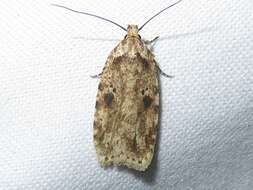 Image of Agonopterix canadensis Busck 1902