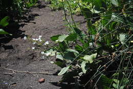 Слика од Echinodorus grandiflorus (Cham. & Schltdl.) Micheli