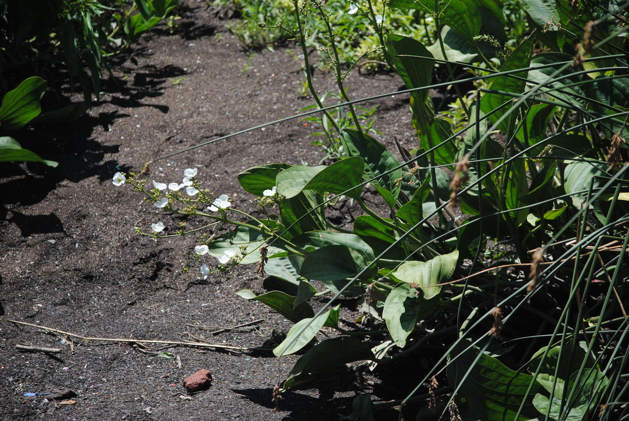 Слика од Echinodorus grandiflorus (Cham. & Schltdl.) Micheli