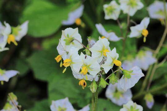 Solanum montanum L. resmi