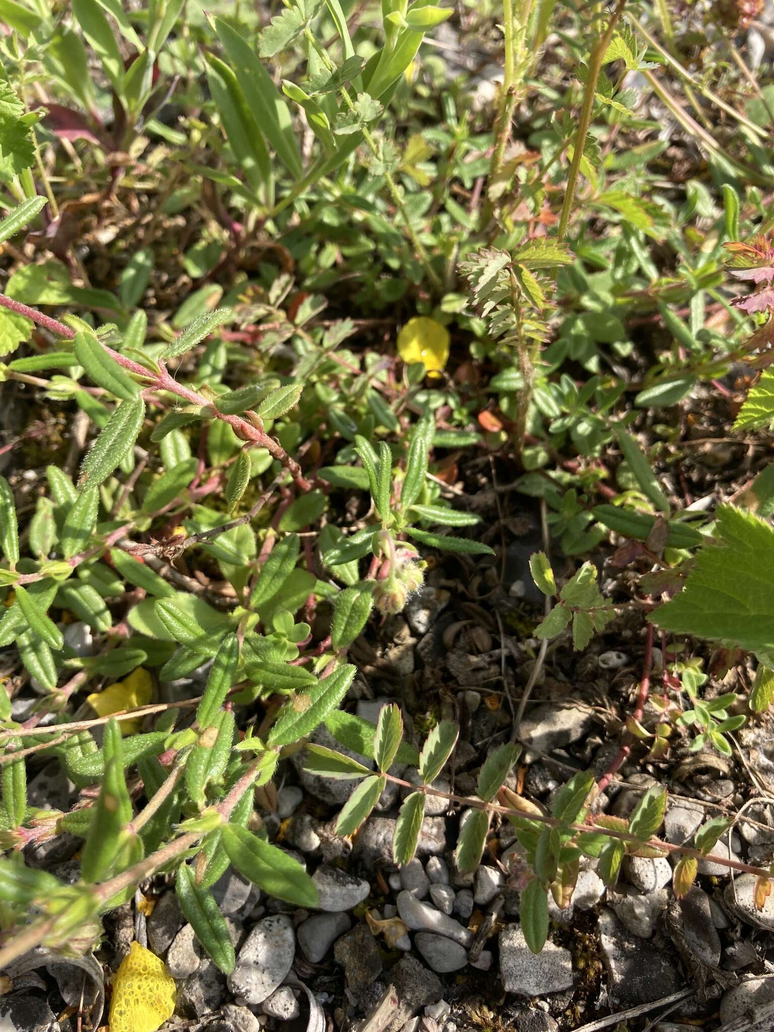 Image of Helianthemum nummularium subsp. nummularium