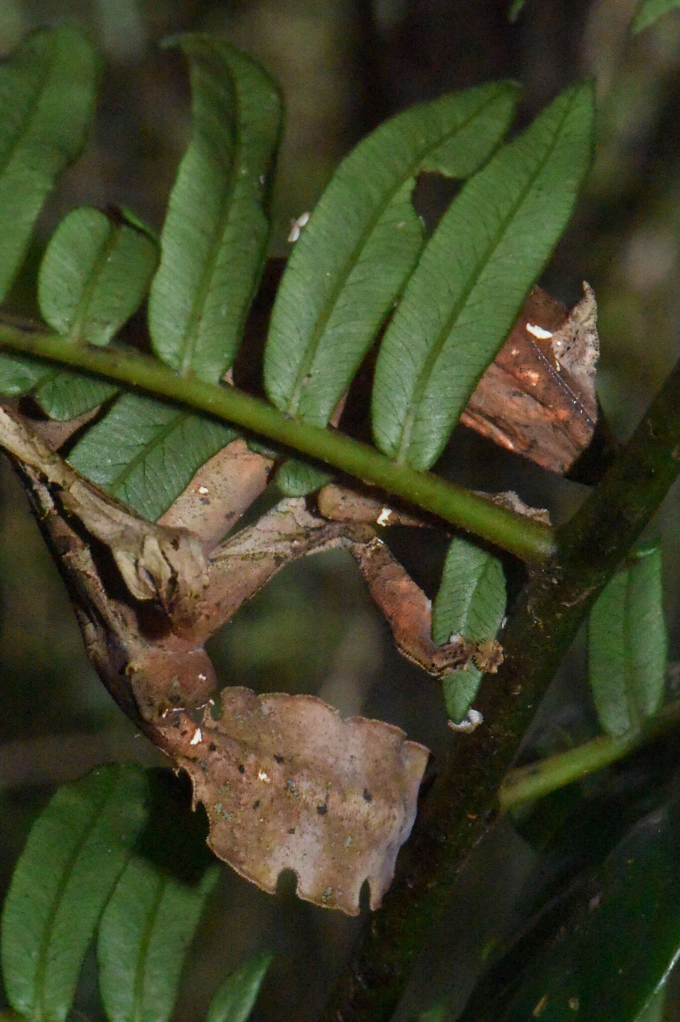 Image of Satanic leaf-tailed gecko