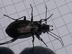 Image of Carabus (Carabus) granulatus interstitialis Duftschmid 1812