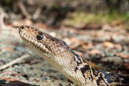 Image of Cuban Boa