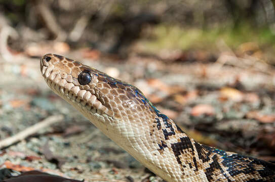 Imagem de Chilabothrus angulifer (Bibron 1840)