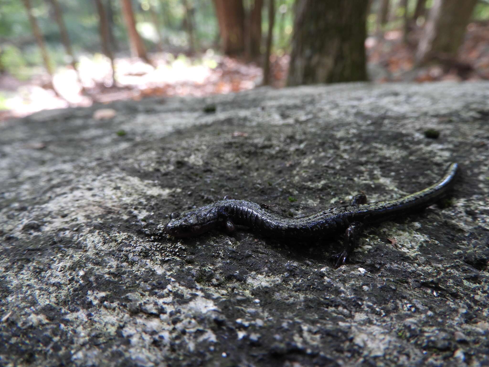 Image of Peaks Of Otter Salamander