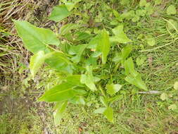 Image of pickerelweed