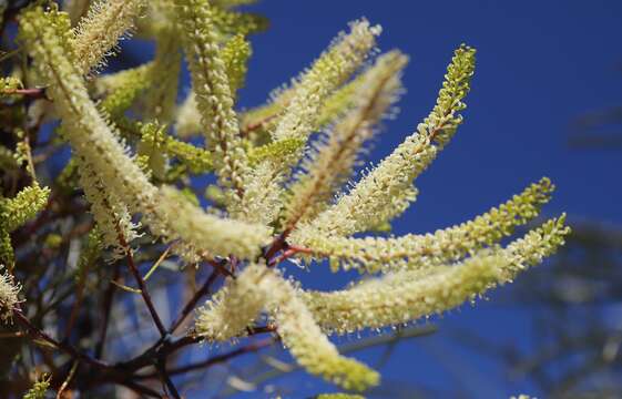 Image of Grevillea pyramidalis A. Cunn. ex R. Br.