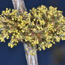 Image of Mimozyganthus carinatus (Griseb.) Burkart