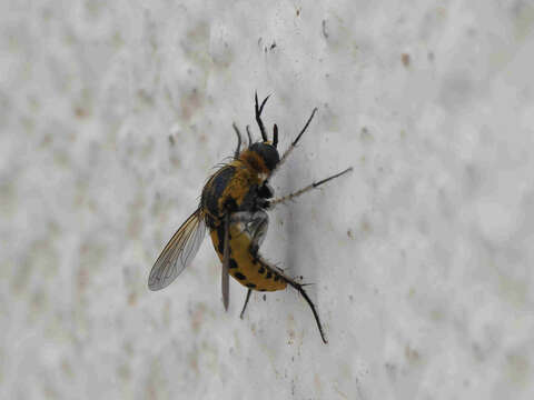 Image of Toxophora fasciculata (Villers 1789)