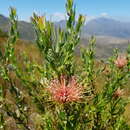 Plancia ëd <i>Leucospermum <i>tottum</i></i> var. tottum