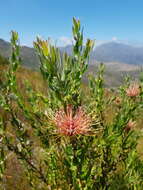 Imagem de <i>Leucospermum <i>tottum</i></i> var. tottum